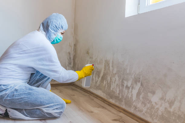 Mold Remediation specialist working in Juliustown
